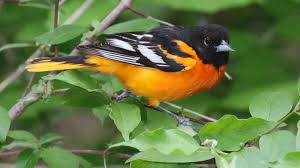 Big Black Birds In Indiana Baltimore Oriole Indiana Audubon Society Baltimore Orioles Birds Oriole Bird Orioles