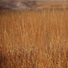 Image result for Arundinella nepalensis