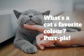 Maybe you would like to learn more about one of these? 38 Of The Funniest Cat Jokes And Memes