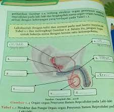 Vesikula kunci jawaban uji kompetensi halaman 47 semester 1 a. Kunci Jawaban Soal Ipa Kelas 9 Kunci Masa Depan