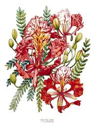 The species epithet regia comes from the latin word regis which means royal or magnificent. Delonix Regia By Pictta Via Behance Flower Drawing Digital Flowers Botanical Flowers