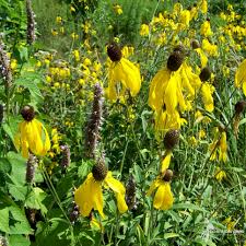 Image result for Cineraria pinnata