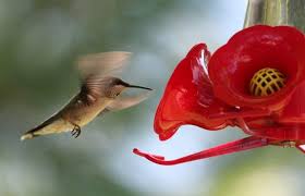 Maybe you would like to learn more about one of these? Best Hummingbird Feeder To Attract Hummingbirds To Your Yard