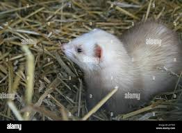 hunter blank european caucasian predator marten weasel mink spermophilus  animal Stock Photo