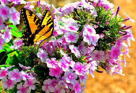 Butterflies Love Flowers Sunshine Love Flowers Flowers Butterfly
