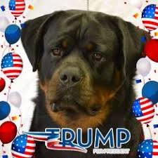 Pet shipping and front door pet delivery available anwhere in the usa. German Rottweilers European Rottweilers Akc Rottweiler Puppies For Sale