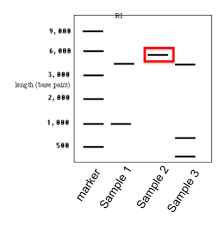 An enzyme that synthesizes (builds) dna from nucleotides. Bio 140 Lab Gel Electrophoresis Prelab Quiz Diagram Quizlet