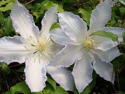 We did not find results for: Clematis Gillian Blades Brushwood Nursery Clematis Specialists