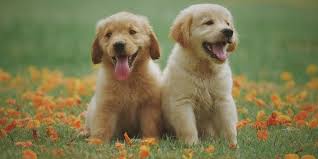 Top 20 Healthiest Dog Breeds Avoderm Natural