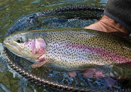 2022 Pa Trout Stocking Schedule Fishing Report: Sturdy Ice Hard To Find; Trout Stocking Underway |  Pittsburgh Post-Gazette