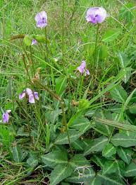 Image result for Vigna vexillata
