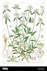 Image result for Leucas capensis