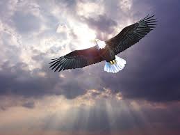 Image result for images of eagles soaring high