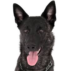 Find dutch shepherd puppies and dogs for adoption today! Dutch Shepherd Puppies For Sale Adoptapet Com