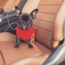 Businesses and breeders who wish to join the uptown network french bulldog puppies for sale in texas usa. Pin On Frenchbulldogtx