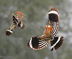 Ugly Bird From Finding Dory Eurasian Hoopoe Upupa Epops In Hungary By Thijs Glastra Oiseaux