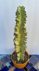Image result for Euphorbia halipedicola