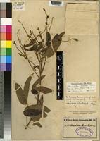 Image result for Adenodolichos punctatus