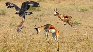 Royal dutch gazelle employs around 350 employees at its factory in dieren producing more gazelle is market leader in the netherlands and also works hard at growing the. Gazelle Mother Trying To Regain Her Children From The Eagle But Can Not Youtube