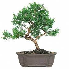 Japanese Bonsai Trees Ideas The Tree Will Probably Shed Its Leaves And Keep Dormant Throughout The Winter Outdoor Bonsai Tree Bonsai Tree Japanese Bonsai Tree