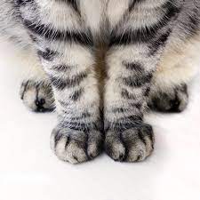 Pin By Sarai Spears Wells On Fotografia Muses Cute Animals Animals Cute Cats