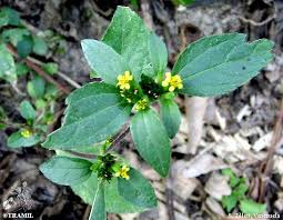 Image result for Synedrella nodiflora