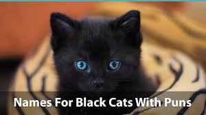 From cute and unique names, to famous black cats from movies and tv, to funny black cat monikers, there's sure to be the right name for your black cat below. Top 150 Names For Black Cats Funny Unique Pop Culture And More