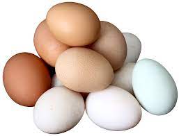Egg Png Image Eggs Png Images Free Png