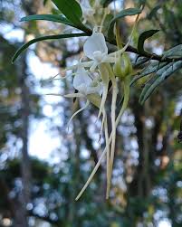Image result for Angraecum conchiferum