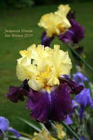 Full Size Picture Of Tall Bearded Iris Jamaican Dream Iris Iris Flowers Iris Garden Plants