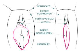 Als endresultat ist gewünscht, dass die äußeren schamlippen die inneren wieder vollständig umschließen und verdecken. Schamlippenkorrektur Labioplastik Schamlippen Verkleinern 1060 Wien