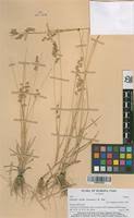 Image result for Eragrostis turgida