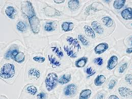 Mitosis, causing the dividing cells to accumulate in metaphase synchronisation of cells in culture cells in tissue culture enter into mitosis randomly. Glossary Of Common Mitosis Terms