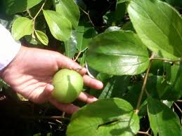 Jual bibit tanaman buah, tanaman hias dan hutan melayani pengiriman ke seluruh wilayah indonesia hubungi wa: Jual Bibit Apel India Kualitas Terbaik Murah Dan Bergaransi Higaragro Buah Pohon Buah Tanaman
