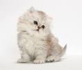 Persian Cat Names - Female and Male Ideas - Animal Wised