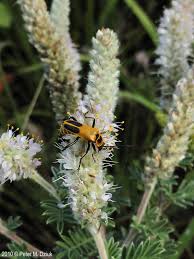 Image result for Landolphia villosa