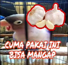 Yuk simak ulasan berikut dengan seksama! Cara Bikin Lovebird Konslet Mangap Tanpa Jeda Purwomp Com