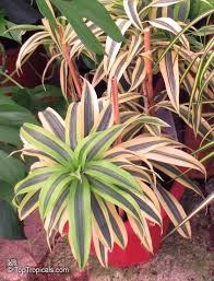 Image result for Dracaenaceae