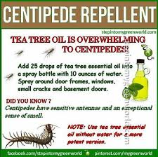 Having Trouble With Centipedes Here Is A Tip From One Of Our Readers 1 Add 25 Repellent Centipede Best Pest Control