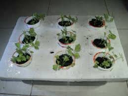 Keunggulan dari semai biji adalah kita bisa mendapatkan proses pertumbuhan dari awal tips untuk memindahkan semain seledri ke pot tray bisa menggunakan pinset agar batang seledri tidak luka. Cara Menanam Daun Seledri Hidroponik Bibitbunga Com