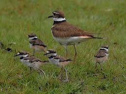 Pin On Birds Of A Feather
