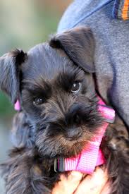 For the best in miniature schnauzer breeding see virginia clark in the beautiful flathead valley of montana. Miniature Schnauzer Living On The Crafty Side Of Life