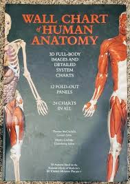 Wall Chart Of Human Anatomy 3 D Full Body Images Detailed System Charts Vgc