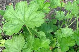 Image result for Pelargonium domesticum round-leaved bushy
