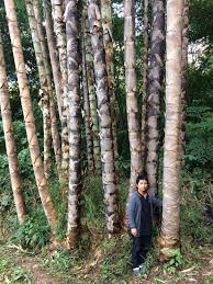Image result for Dendrocalamus