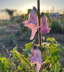 Image result for Ceratotheca triloba