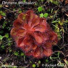 Image result for Droseraceae