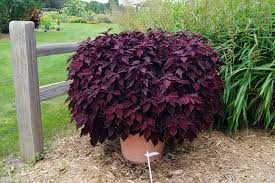 Image result for Coleus hereroensis