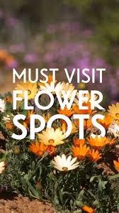 Image result for Priva curtisiae