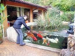 Memelihara Ikan Koi Akuarium Ikan Hias Di 2020 Kolam Ikan Ikan Kolam